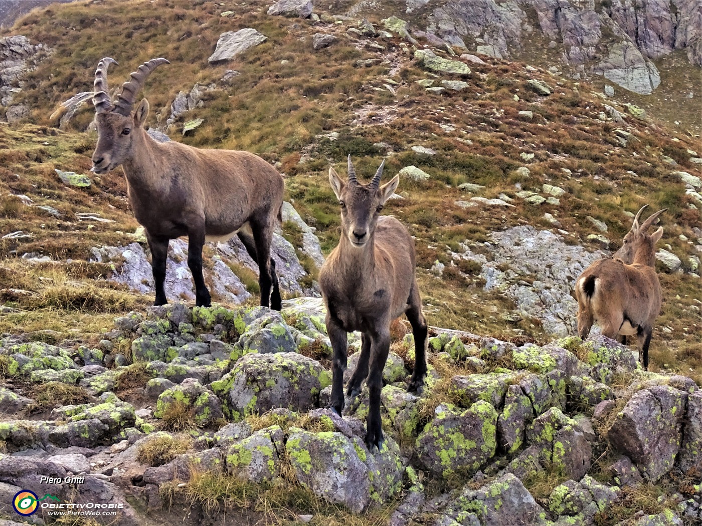 56 Al Passo di Mezzeno (2144 m) atteso incontro con famiglia di stambecchi.JPG
